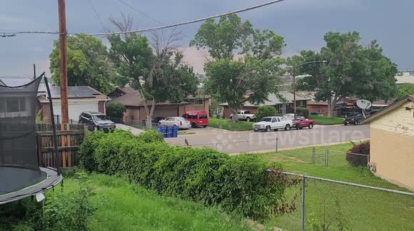 A hawk standing careless on the road when a car passes by very close