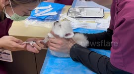 Fearful yet brave: Huajuan conquers vaccination anxiety with cutest whimper!