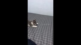 Playful kitten Takjil tries to engage with disinterested adult cat Nob