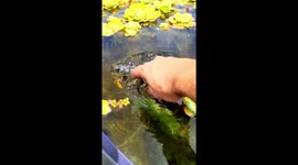 'Target Acquired' - Turtle owner shows his creative way of luring out his pet to feed it