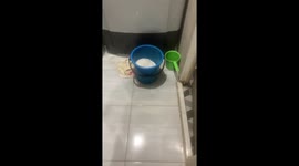 Unexpected discovery: mischievous cat hides in bucket, captured on video!