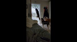This dog leaps up in excitement whenever she catches sight of other pets strolling by