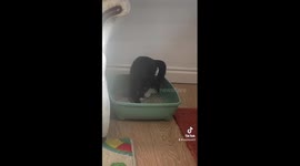 Look how the cat use bathroom 