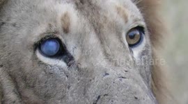 Man captures striking images of one-eyed-lion-brothers