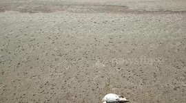 Man-made disaster extinction on the Black Sea