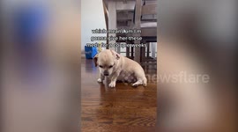 French bulldog can't cope after being sedated during vet's visit for an x-ray