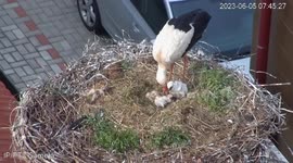 First-Ever LGBTIQ+ Lesbian Stork Couple Caught Caring For Each Other's Eggs in Chynov, Czech Republic