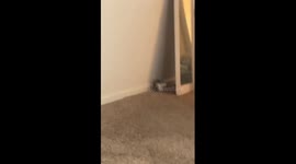 This Kitten Is Absolutely Terrifying