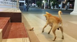 Chameleon scares the dog that came to attack it and escapes.