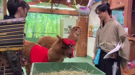 Alpaca petting shop opens in Tokyo, Japan