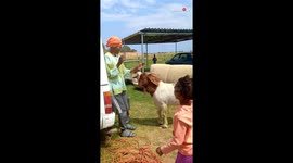 'Horned Hijinks' - Woman finds out that goats don't take 'No' for an answer