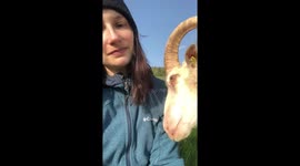 Woman gets a 'kick' out of ignoring attention-starved pet sheep