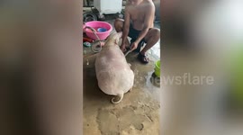 Overweight pet dog enjoys refreshing water hose bath