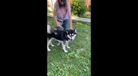 Our Alaskan Malamute Dotty is blowing her winter fur coat very much like a seeded dandelion wand in the wind