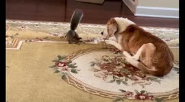 Squirrel with Zoomies Taunts the Dog