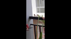 A lovebird playing at our terrace at swabuj Swopno , Chandannagar