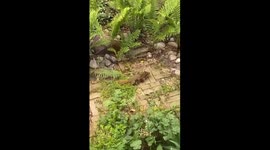 Four Squirrels Form Conga Line