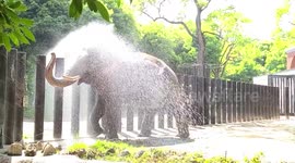 Zoo elephant enjoys refreshing shower during hot weather in Japan