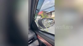 Green snake sparks panic slithering on moving car's side mirror