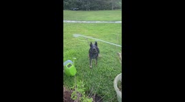Heeler Loves Water Hose