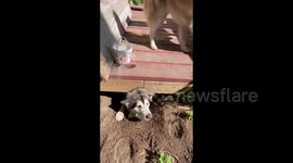 Funny Alaskan Malamute Sojou dug herself in so deep under the deck trying to make her own wolf den in the garden that she needed to be rescued