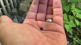 Canadian dad exploring the amazing beauty of potato bugs coming out of the shell