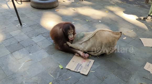 Two orangutans play with a bag @ Taman Safari Bali, Indonesia