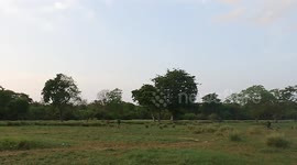 FEMALE ELEPHANT CHASING TO PEOPLES who keep away all elephants inside the jungle