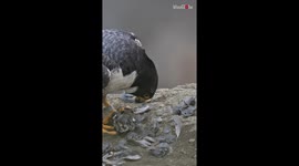 Aggressive fledgling mercilessly snatches prey from daddy falcon's mouth