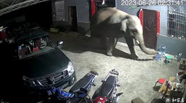 Elephant breaks into residential home in search of food, damaging appliances