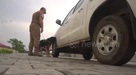 A police dog searches a vehicle for drugs, weapons and explosives. Police officers patrol the streets of the city with their dogs. The city of Malabo, Equatorial Guinea, Africa.