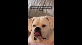 Dog does deadpan face at owner 'mocking his long tongue'