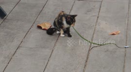 Cat saves cafe customers from venomous mamba in Guinea