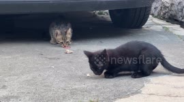 Kitten is too little that it doesn't even know how to eat a piece of salami right