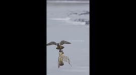 Stunning moment male falcon passes food to female MIDAIR!