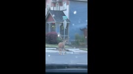 Watch this unusual behavior observed in motionless line formation of deer