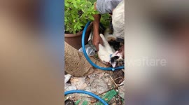 Pet cat rescued from python's revived with CPR by owners