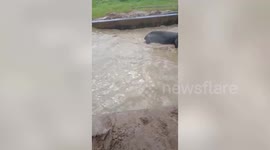 Elephant calf trapped in water reserve tank in northeastern India, rescued