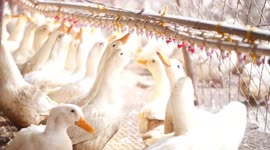 A Duck Breeding Base in Zhangjiakou, China