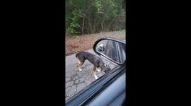 Rescuer's heartbreak: stranded dogs expose alarming animal dumping crisis in Texas