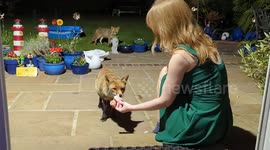 THIS LADY who is best friends with her local community of foxes has lifted the lid on the secret lives of her wily neighbours to her tens of thousands of online fans.