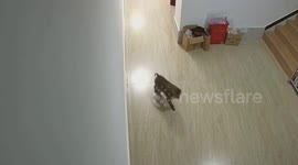 Captive pig-tailed macaque released to wild in SW China