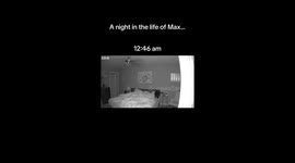 A Night in the Life of Max the Cat