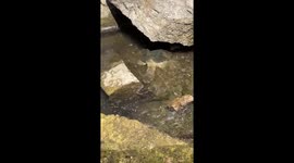 Turtle hiding under rock swiftly snatches water snake