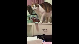 Chinese woman masterfully prevents feline's table-top trouble through negotiation