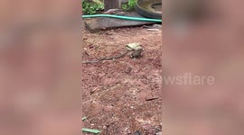 Snake makes hilarious bungled attempt at eating a frog