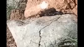 Scorpions pokemon battle between rocks greece Mountain wildlife