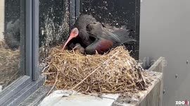 First Swiss Northern Bald Ibis Chicks In 400 Years Hatch On Harley Davidson Building In Ruemlang, Zurich, Switzerland