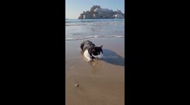 Cat Chills Out On the Beach
