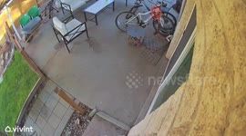 Excited Doggo Bursts Through Screen Door